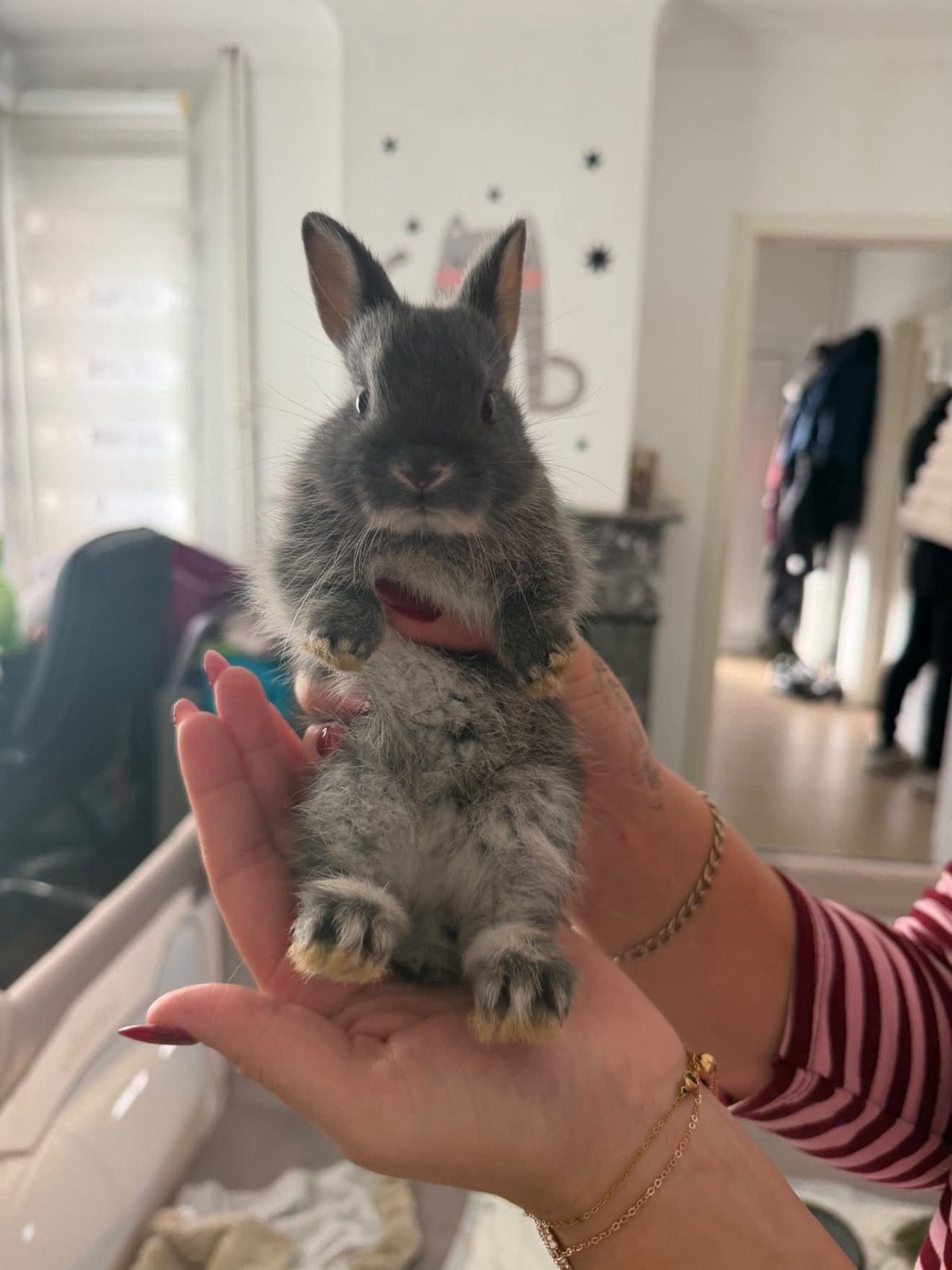 7 baby konijntjes te koop, September, Meerdere dieren