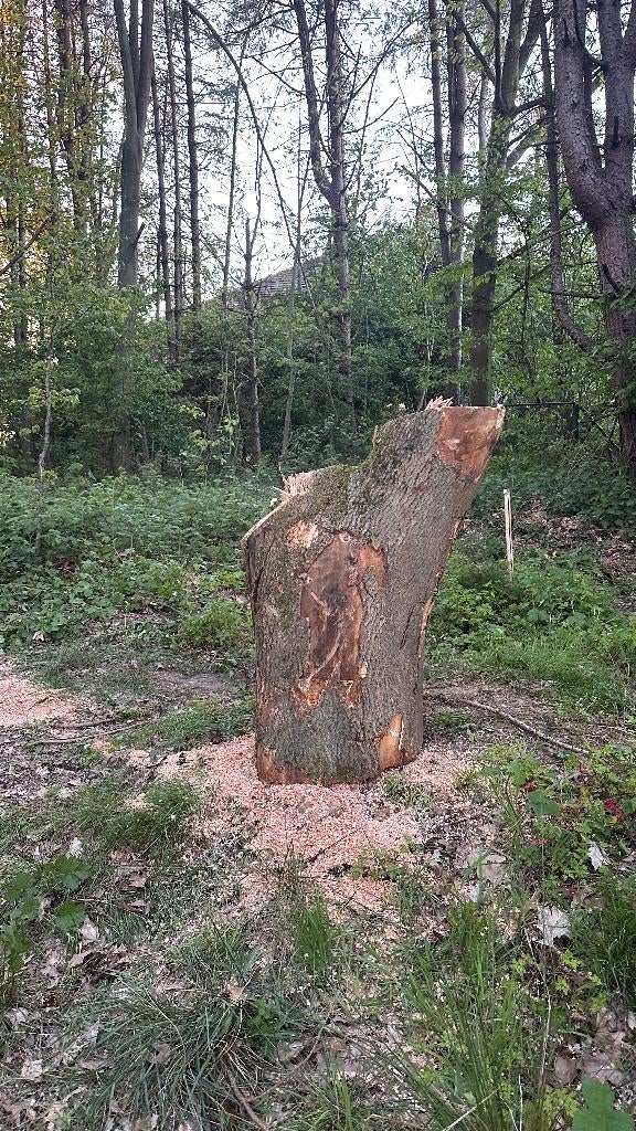 Cherche sculpteur à la tronçonneuse pour gros tronc en frêne