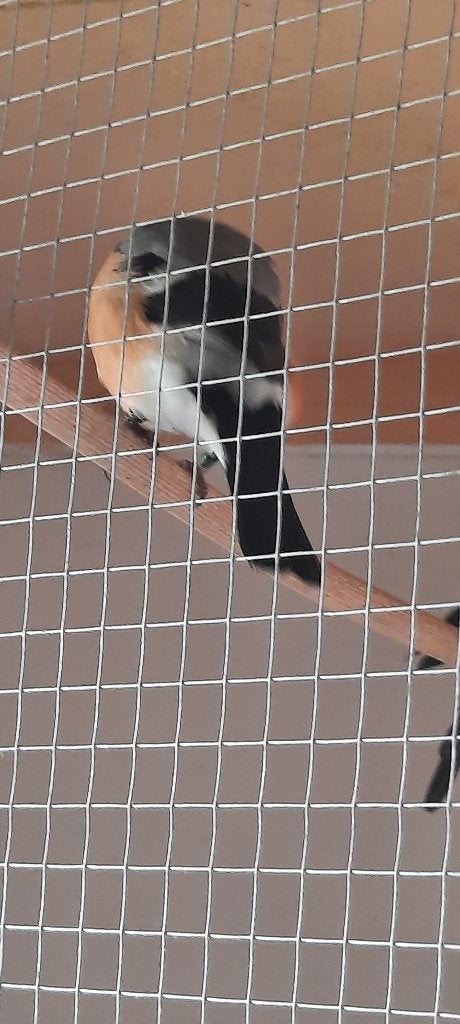 Goudvink koppel, Dieren en Toebehoren