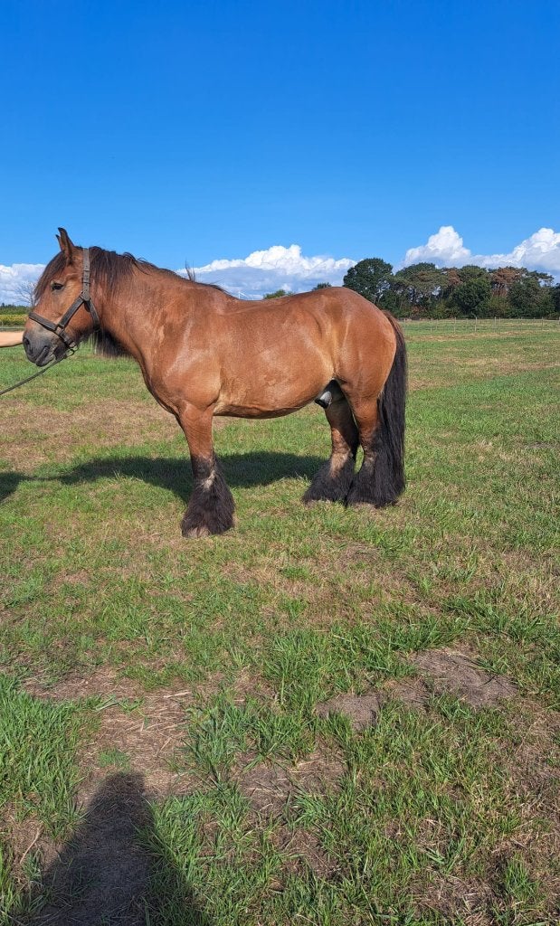 Bruin trekpaard, Dieren en Toebehoren, Met stamboom, Ruin, Zadelmak, 7 tot 10 jaar