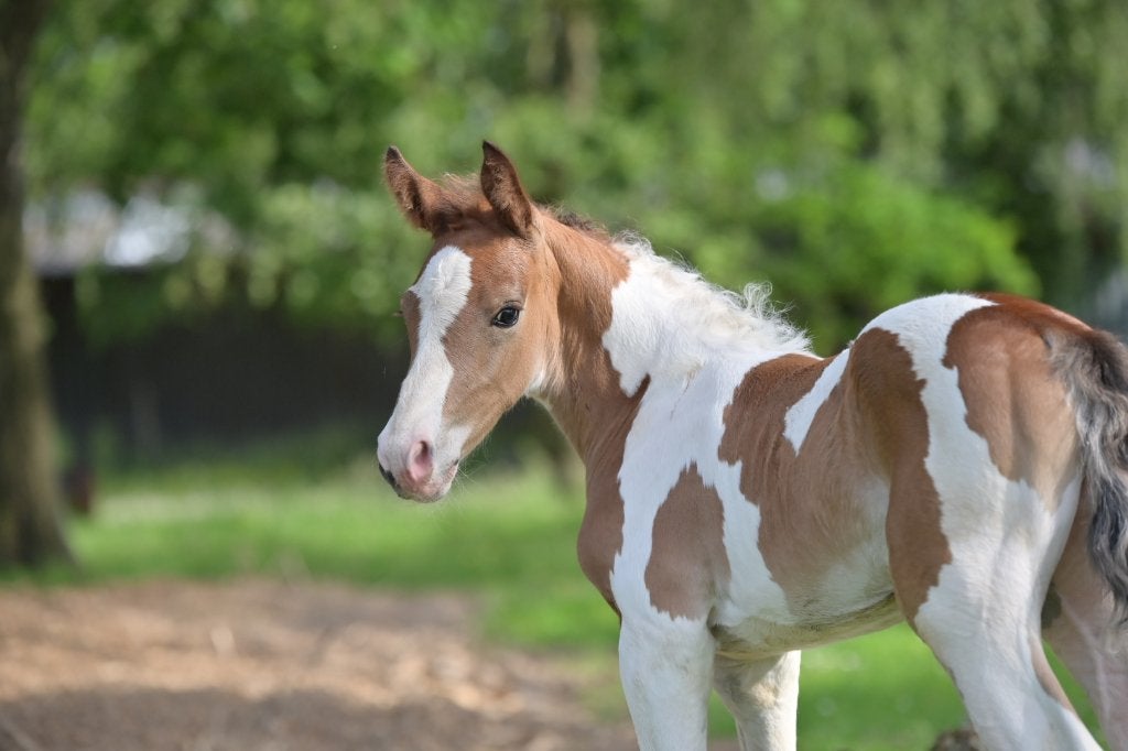 Prachtig bont hengstenveulen, Dieren en Toebehoren, Paarden, Hengst, Onbeleerd, 0 tot 2 jaar, Recreatiepaard, Gechipt, Ontwormd