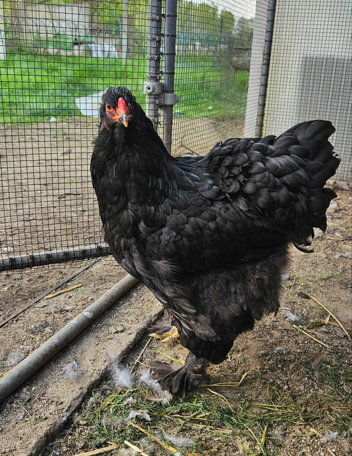 Zwarte Brahma hen, Dieren en Toebehoren, Pluimvee