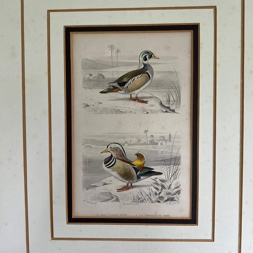 Antique 1853 Print Ingekleurd Eenden, Ophalen of Verzenden