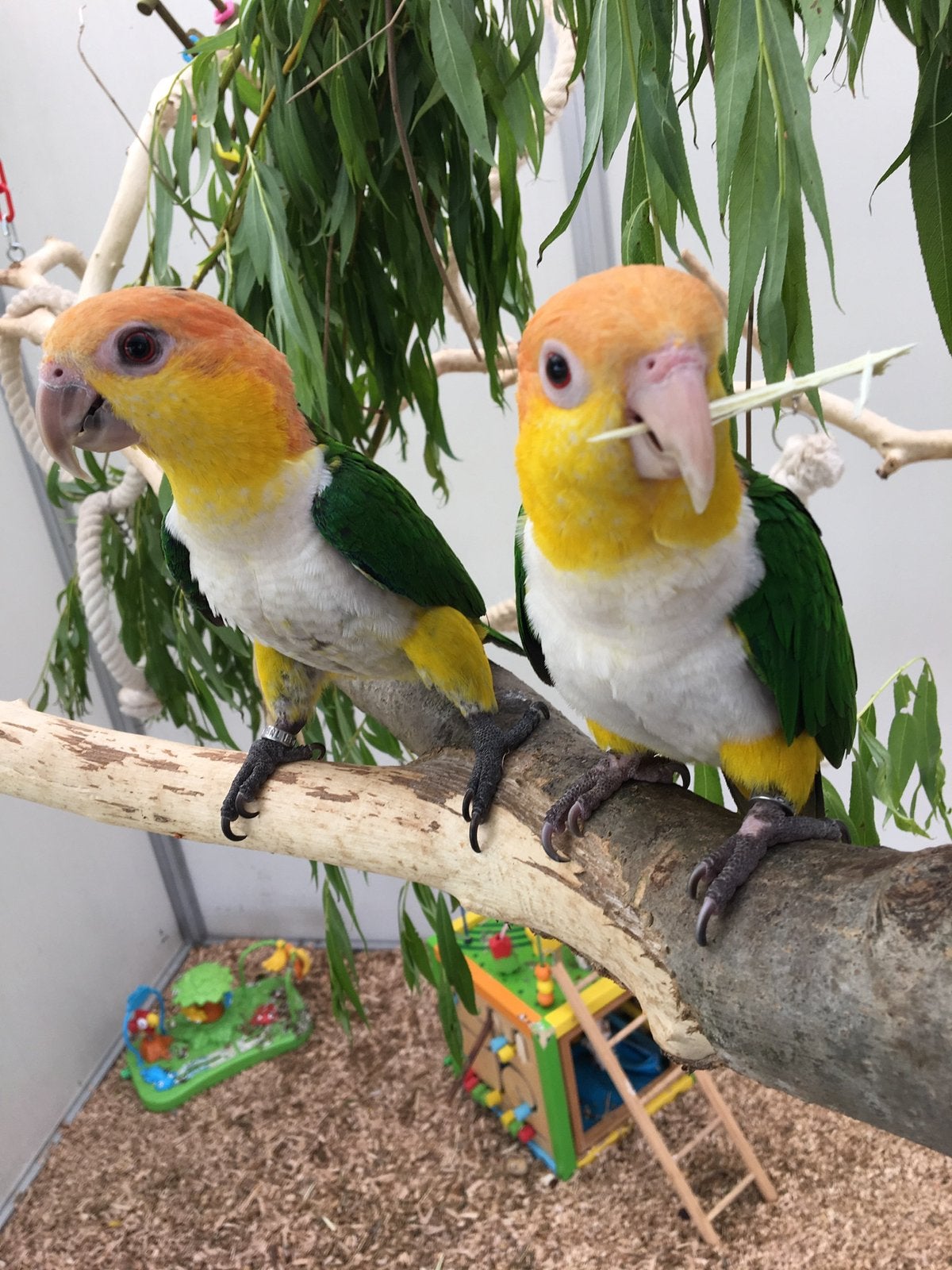 Koppel Roestkop caique, Plusieurs animaux, Perroquet, Bagué
