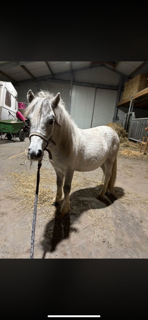 Pony’s, Dieren en Toebehoren, Hengst