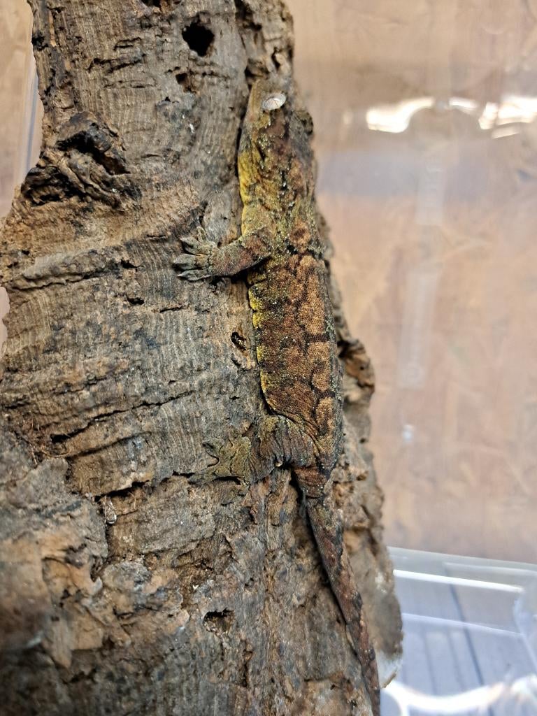 Mniarogekko Chahoua  mosgekko    nakweek- 24-25, Dieren en Toebehoren, Overige soorten, 0 tot 2 jaar
