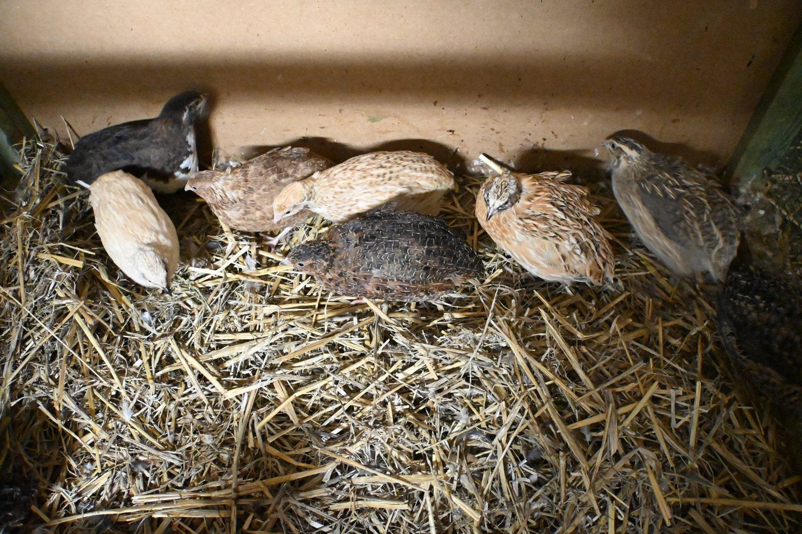Kwartelhaantjes (8 stuks), Dieren en Toebehoren, Pluimvee, Mannelijk, Overige soorten