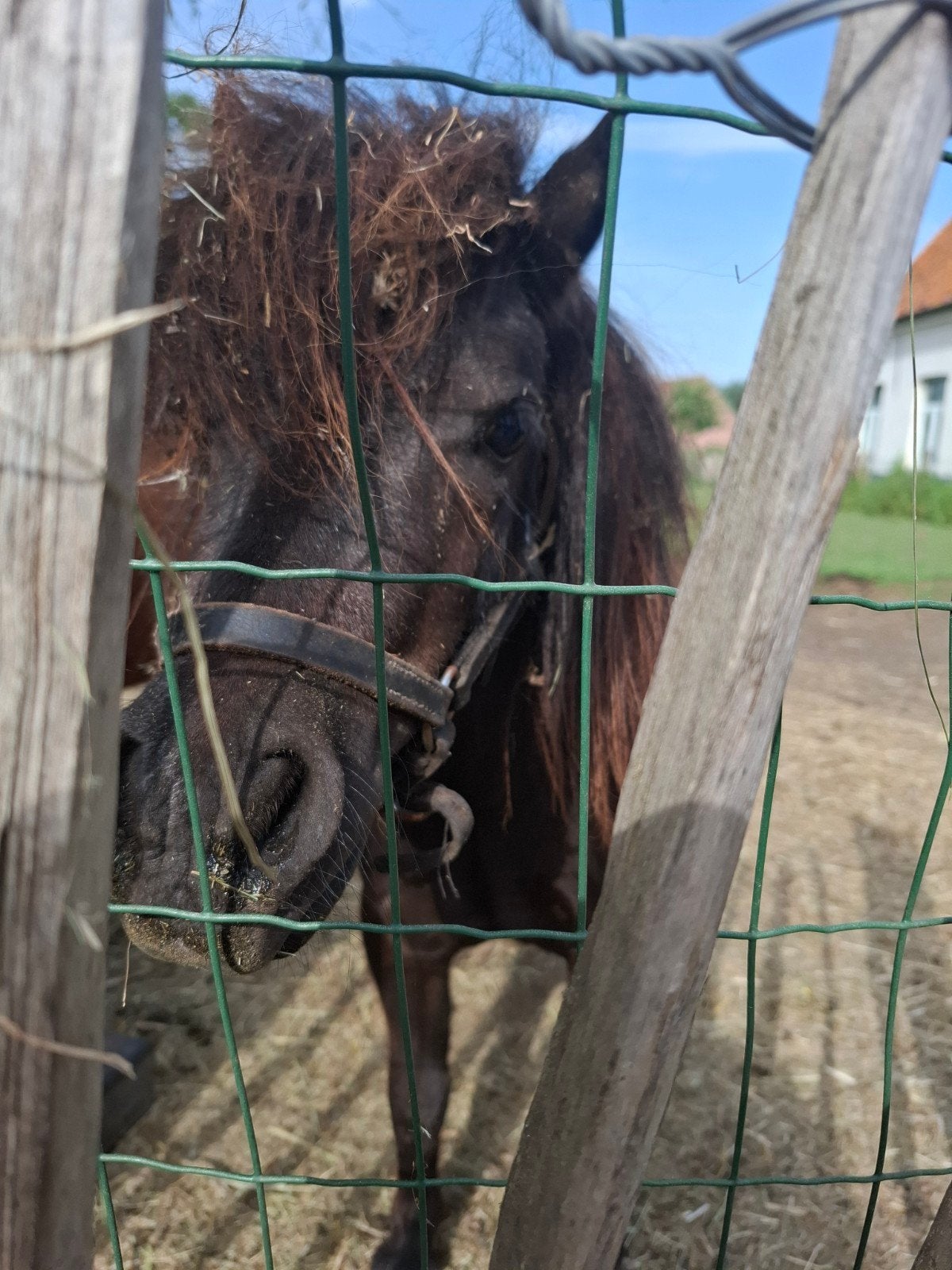 Hengst shetlander mini, Dieren en Toebehoren