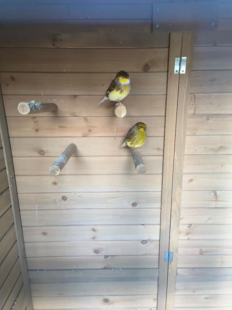 Gloster kanarie koppel (2025), Dieren en Toebehoren, Vogels | Kanaries