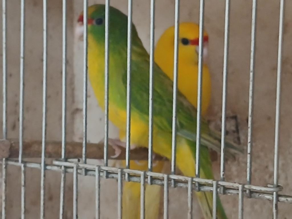 Kakariki parkieten, Dieren en Toebehoren