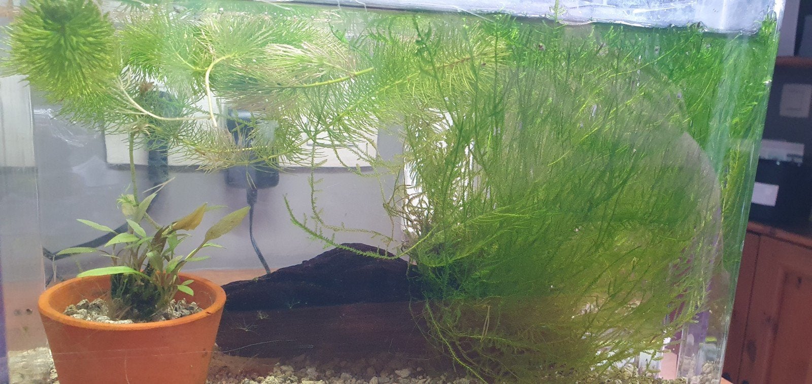 Javamos, stuk kienhout en Cryptocoryne Wendtii plantje, Dieren en Toebehoren, Ophalen