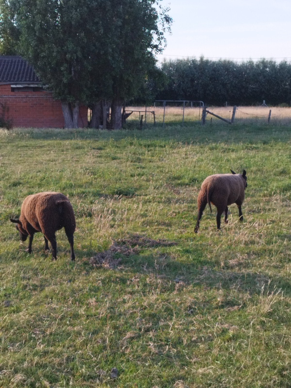 Zwarte ooi lammeren, Dieren en Toebehoren