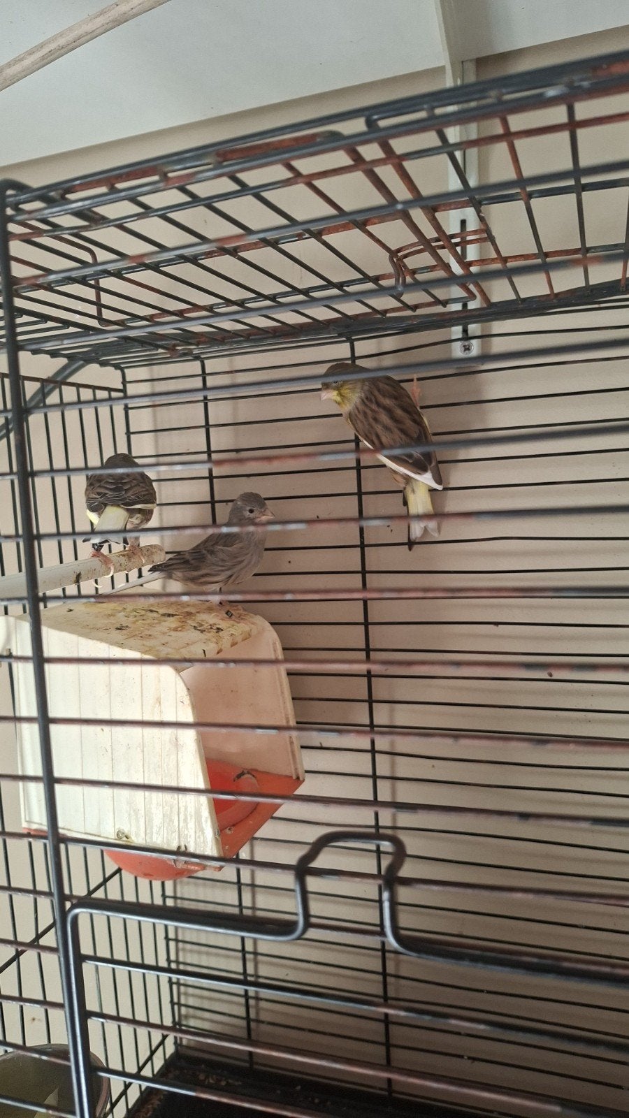 timbrado kanarie pop te koop, Dieren en Toebehoren, Vrouwelijk, Zangkanarie