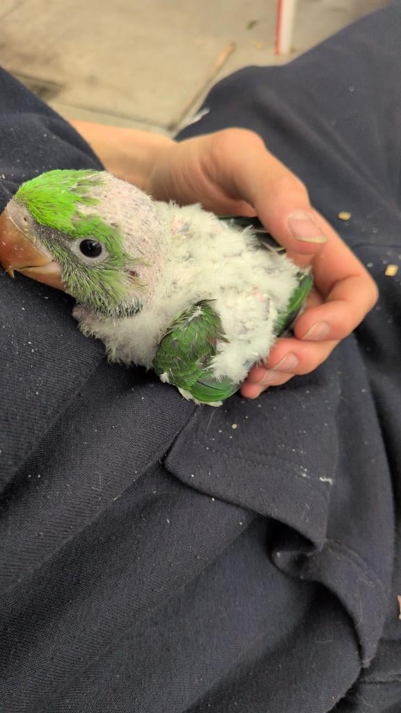 Alexander parkieten baby's, Dieren en Toebehoren, Vogels | Parkieten en Papegaaien