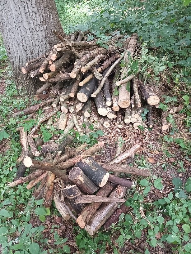 Hout sprokkelen voor de komende winter, Jardin & Terrasse, Bois de chauffage, Branches, Frêne, Moins de 3 m³, Enlèvement