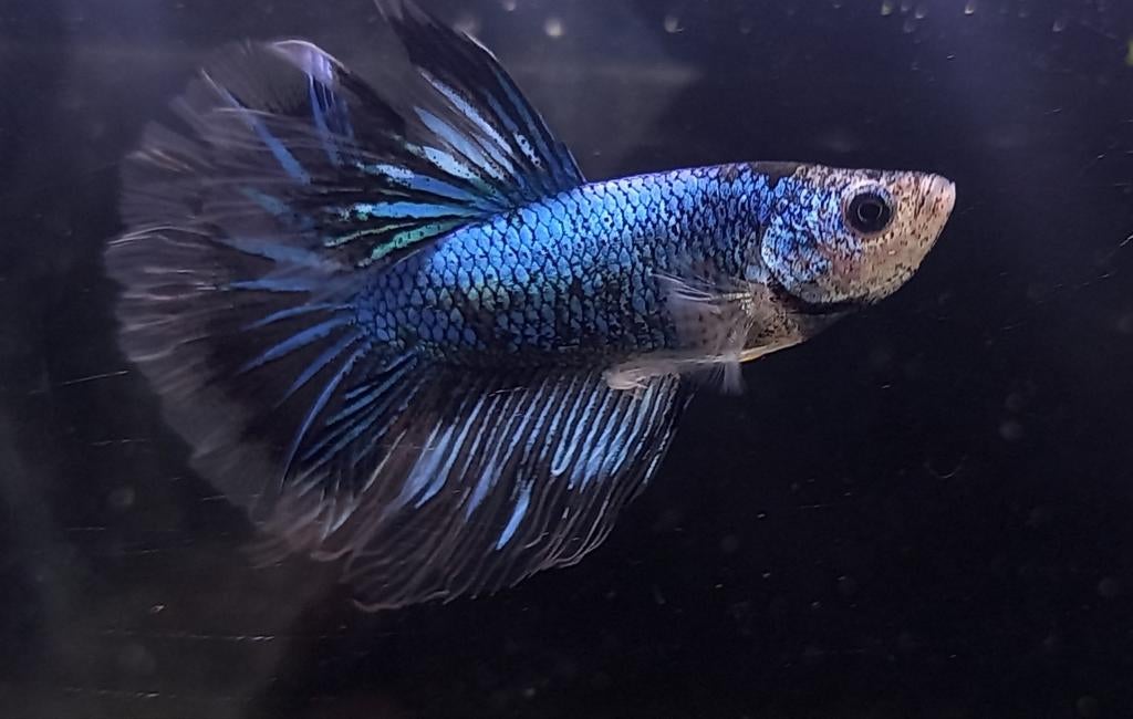 Betta halfmoon mannen, Dieren en Toebehoren, Vis, Zoetwatervis