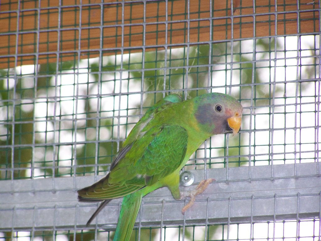 parkieten