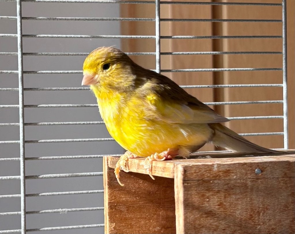Kanarie pop uit binnen volière, Dieren en Toebehoren, Vrouwelijk, Kleurkanarie