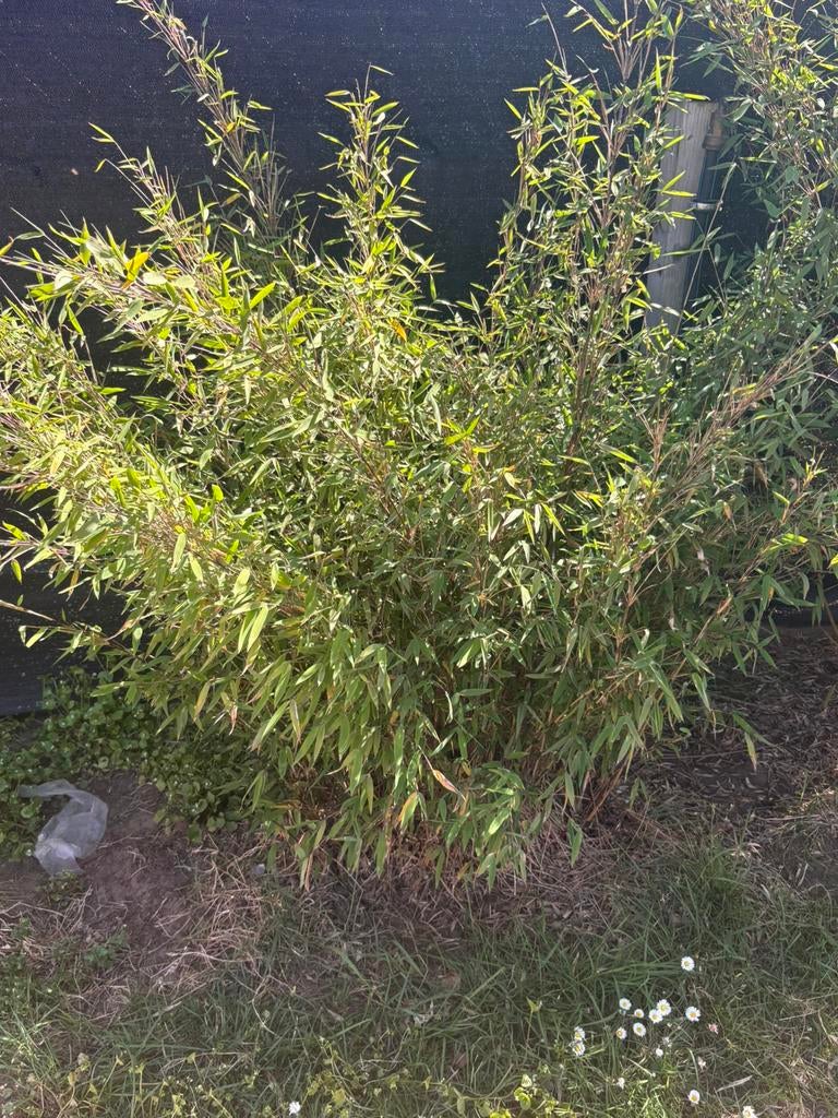 Niet woekerende bamboo soort, Tuin en Terras, Ophalen