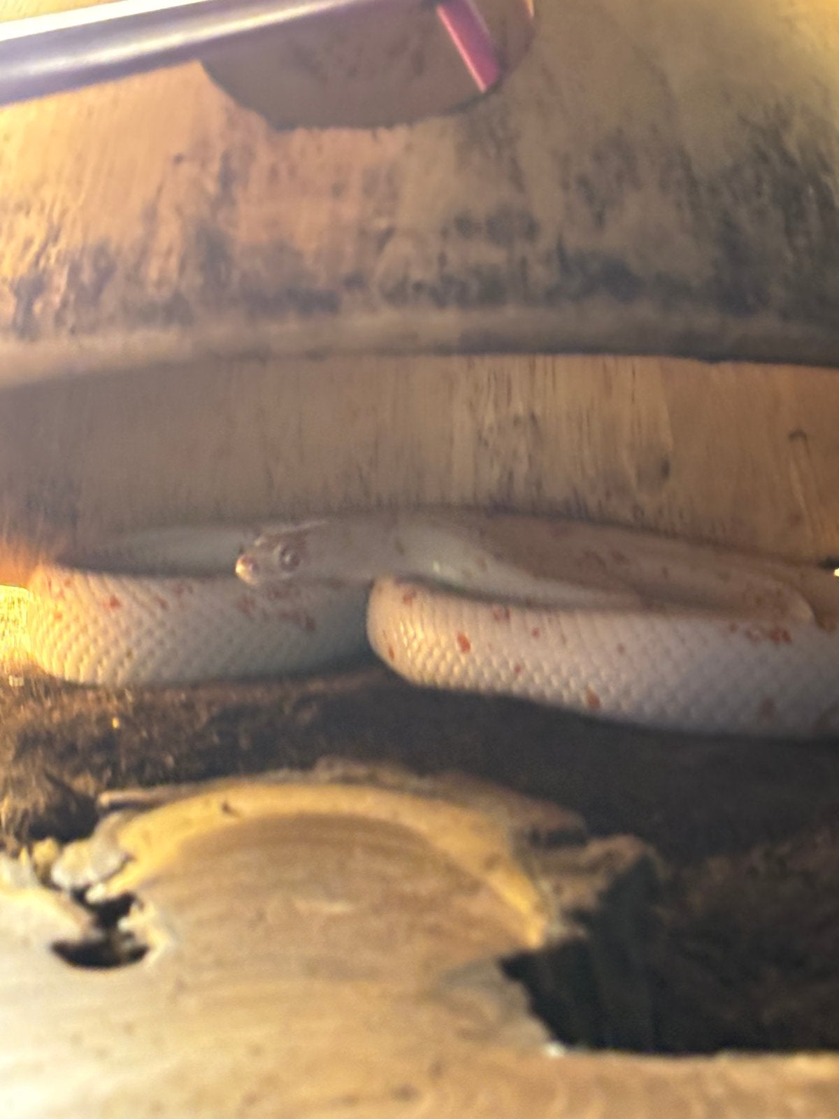 Snow palmetto cornsnake man, Slang, Met terrarium, 0 tot 2 jaar
