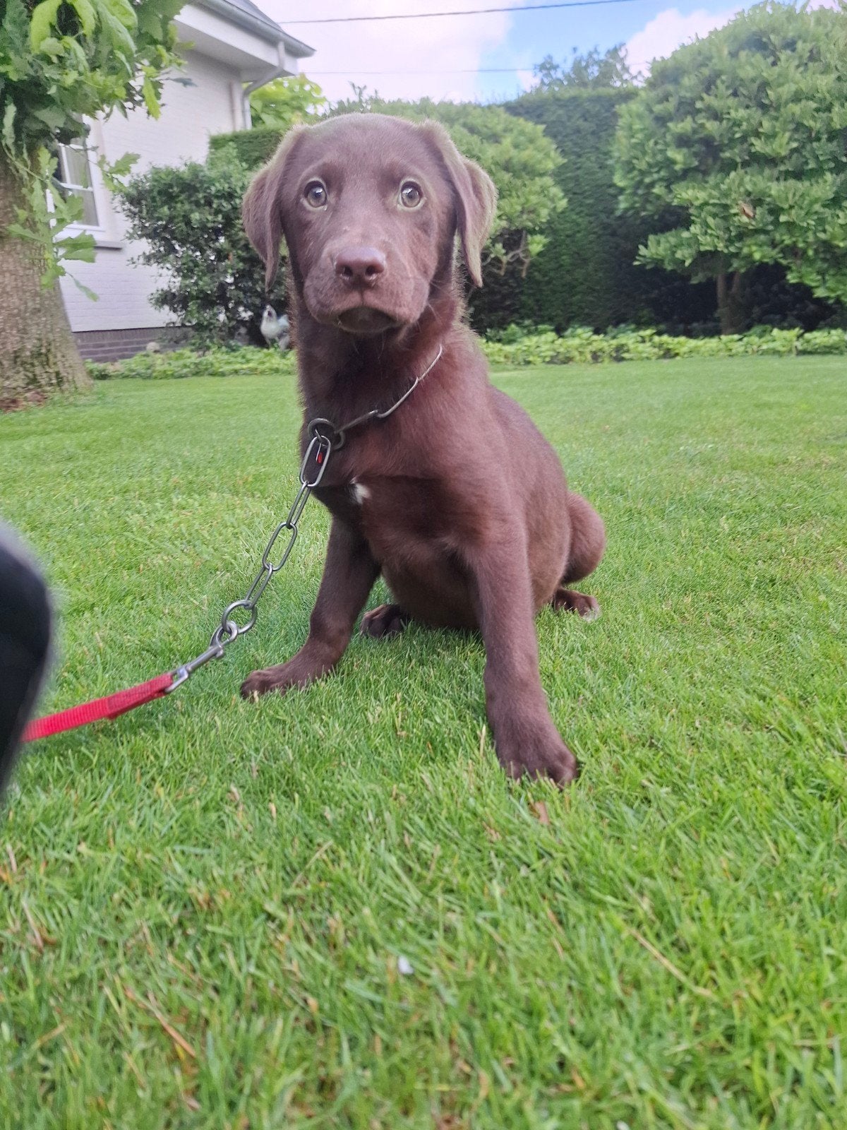 chiots labrador, Maladie de Carré (chiens), Labrador retriever, Plusieurs, Belgique