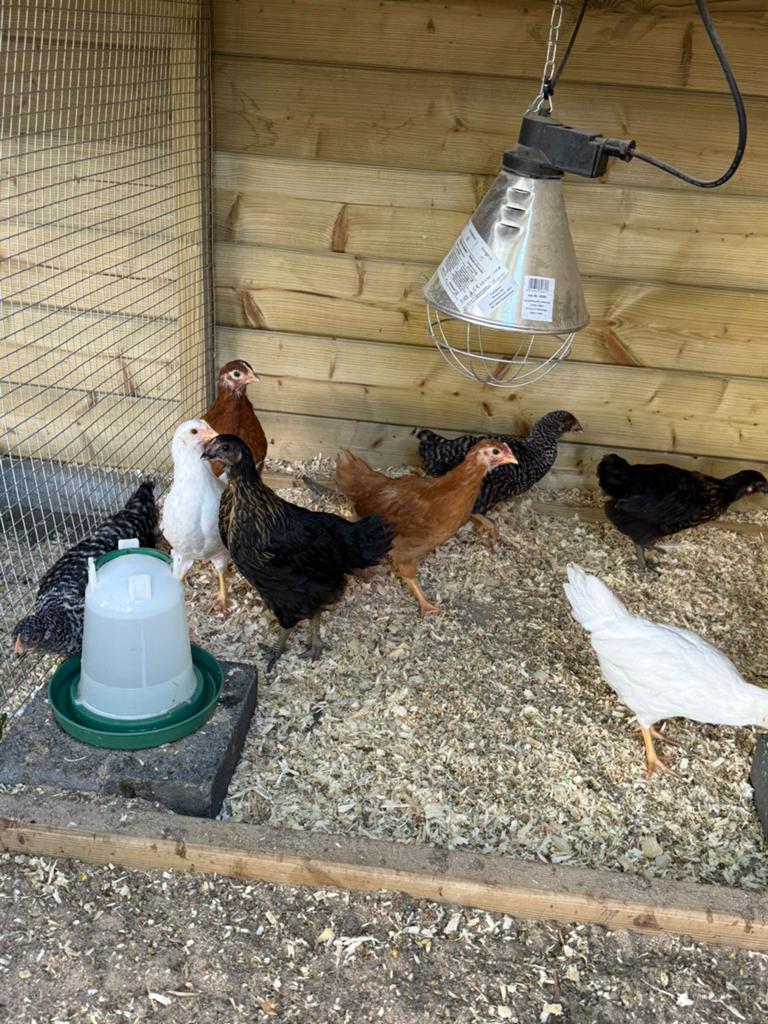 Diverses poules pondeuses, Plusieurs animaux, Poule ou poulet