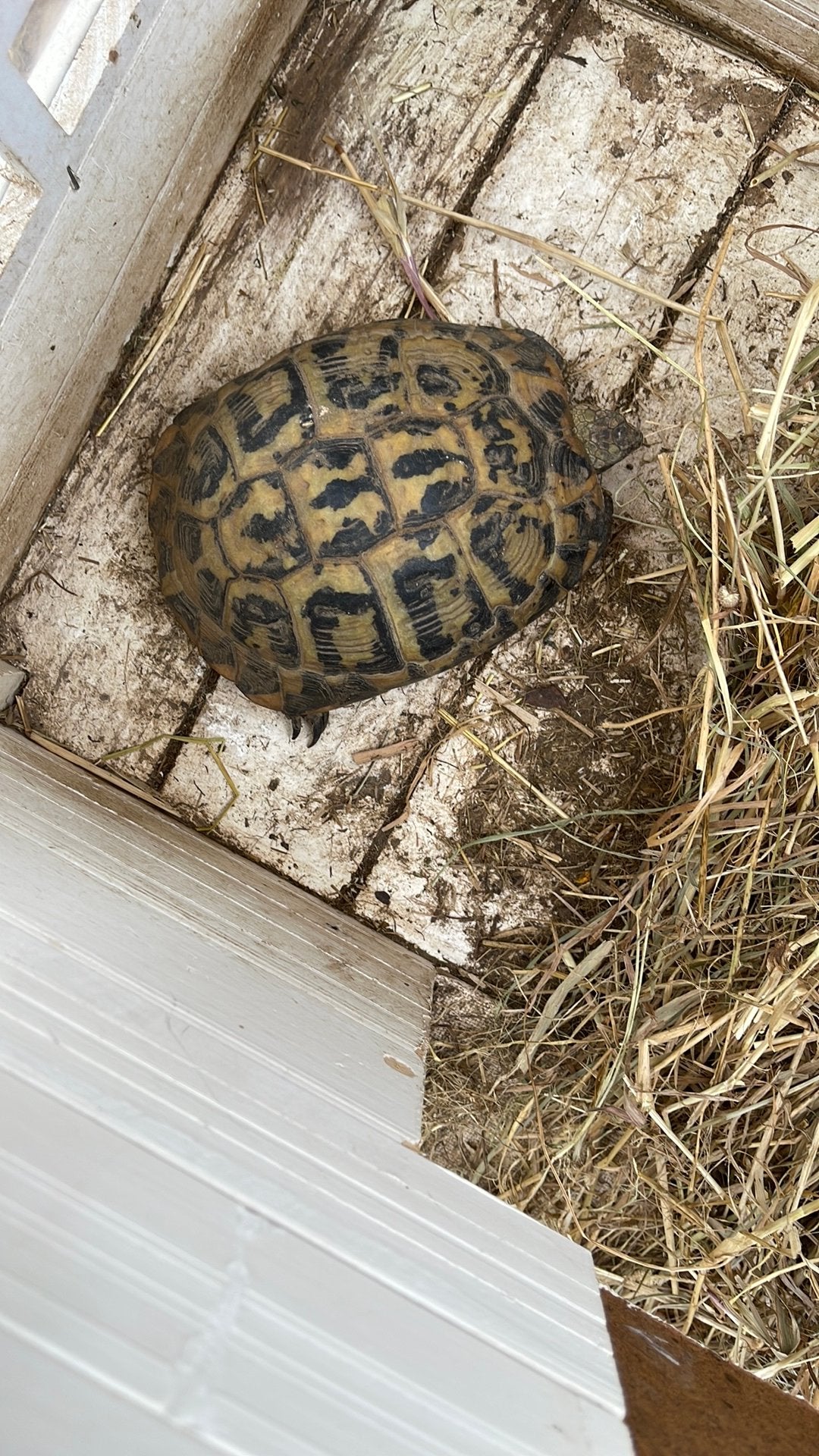 Landschildpad grieks