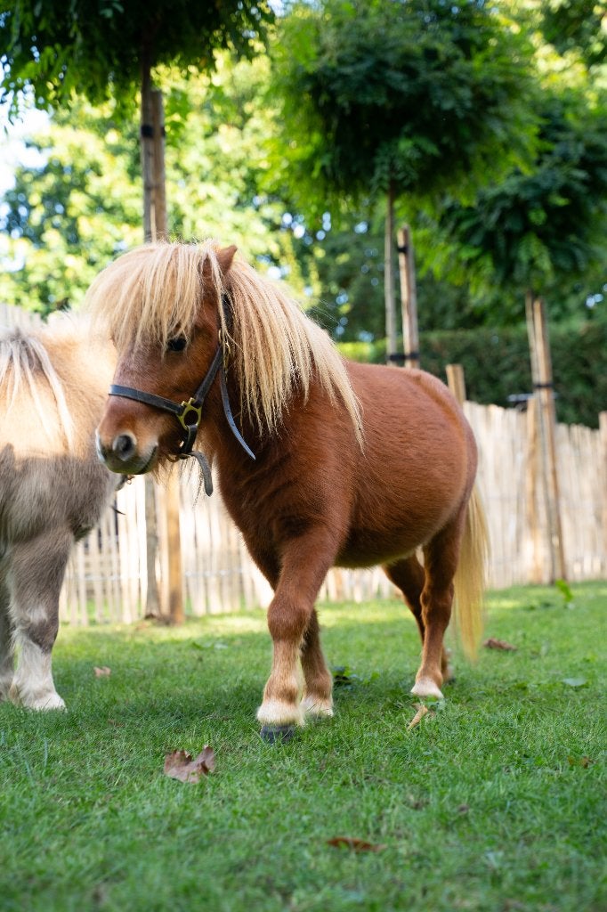 Poney mâle brun, Animaux & Accessoires, Poney de récréation, 0 à 2 ans, Avec puce électronique, Poney A (jusqu'à 1.17 m)