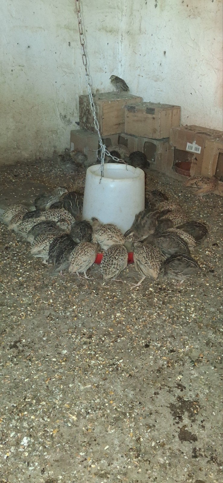 kwartels, Dieren en Toebehoren, Vogels | Overige Vogels