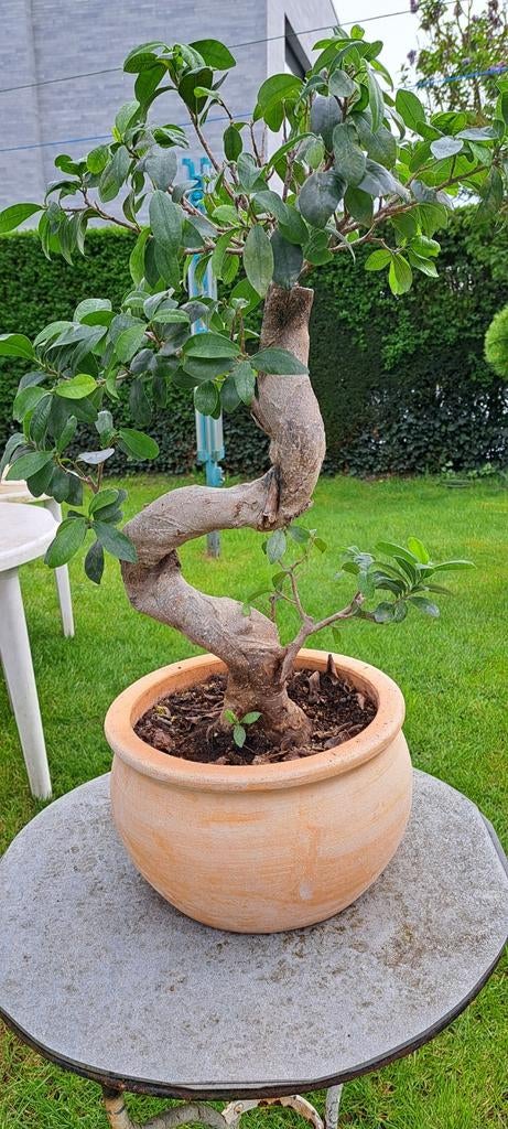 Bonsai ficus, Tuin en Terras