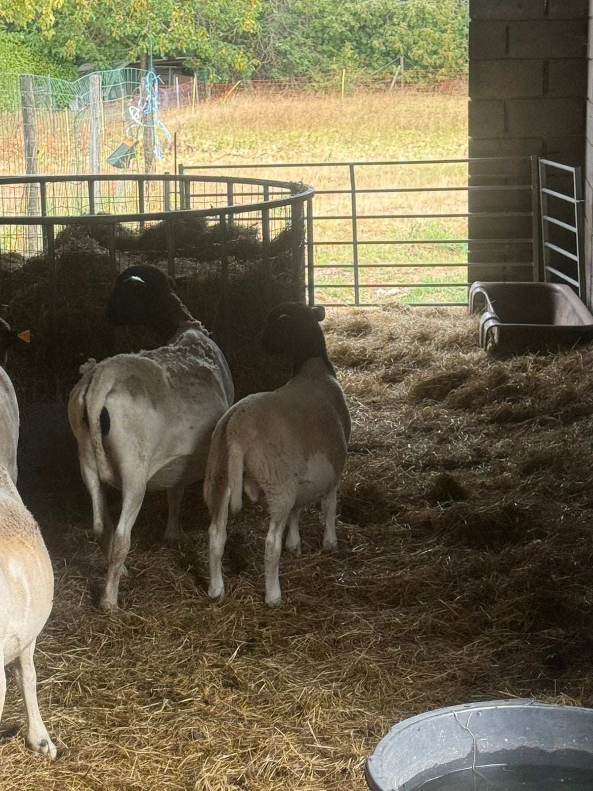 Schapen, Animaux & Accessoires, Mâle, Mouton, 0 à 2 ans