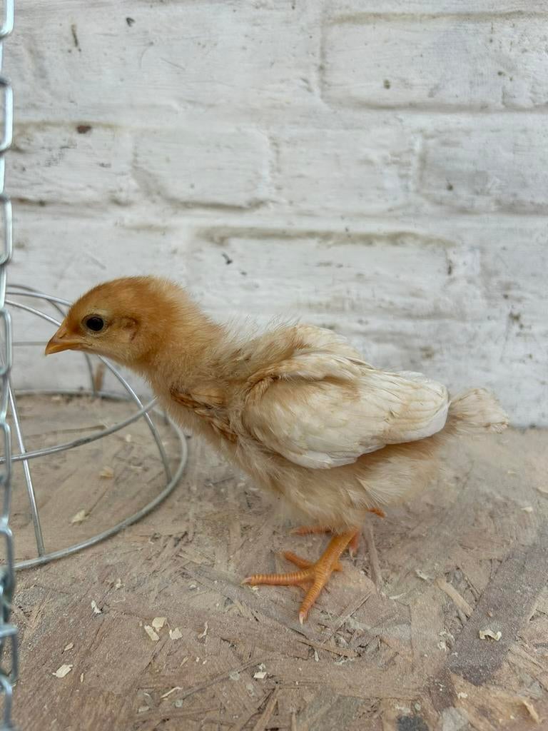 Kuikens isa brown 100% leghennen