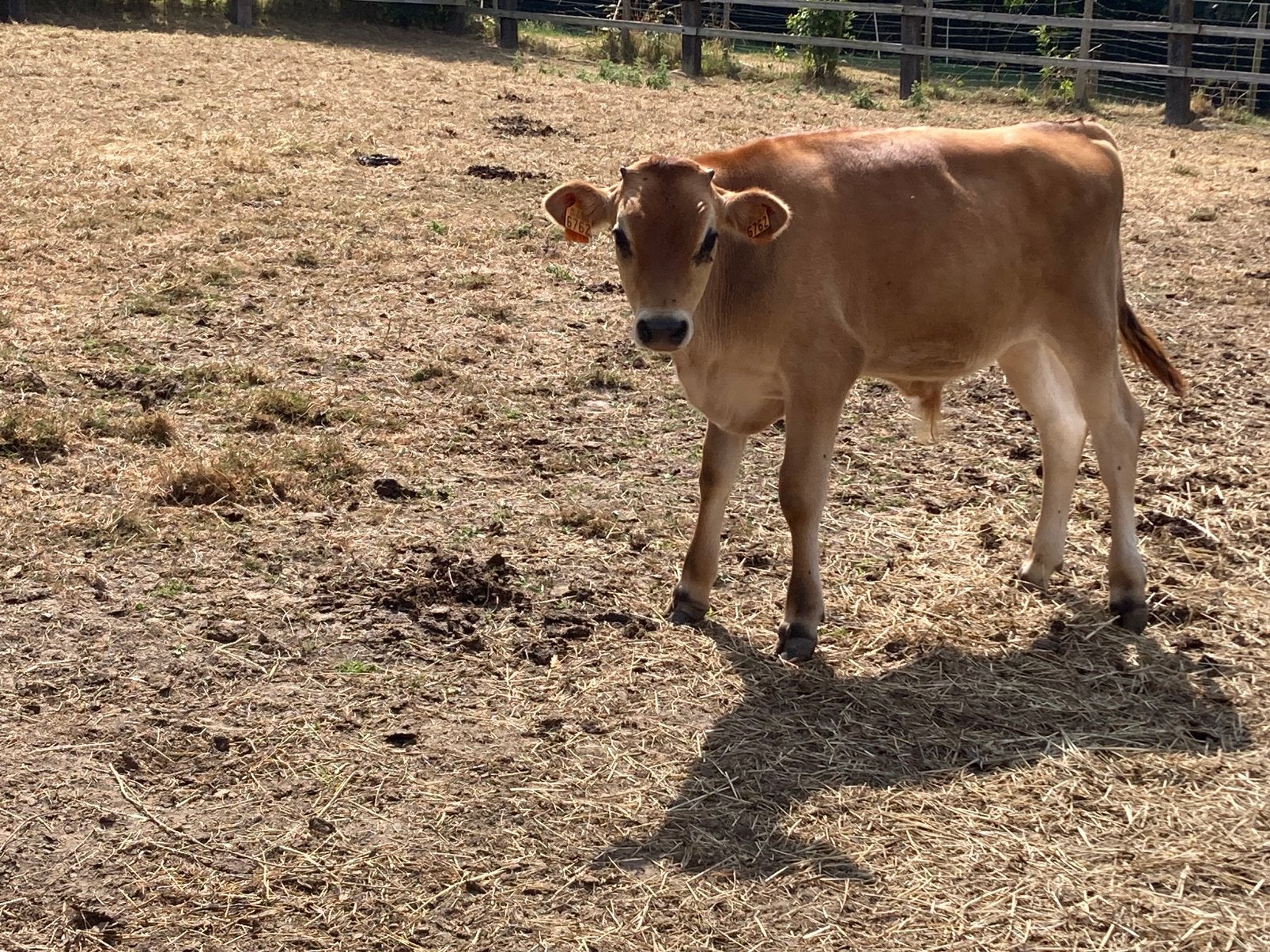 Jersey stier te koop, Animaux & Accessoires, Bovins