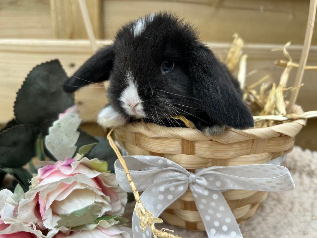 Super knappe Franse Hangoor baby, Dieren en Toebehoren, Mannelijk, Groot, Hangoor, 0 tot 2 jaar