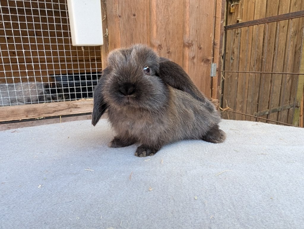 Lieve minilop en nhd voedsters, ingeënt, Meerdere dieren, Dwerg, Hangoor, 0 tot 2 jaar