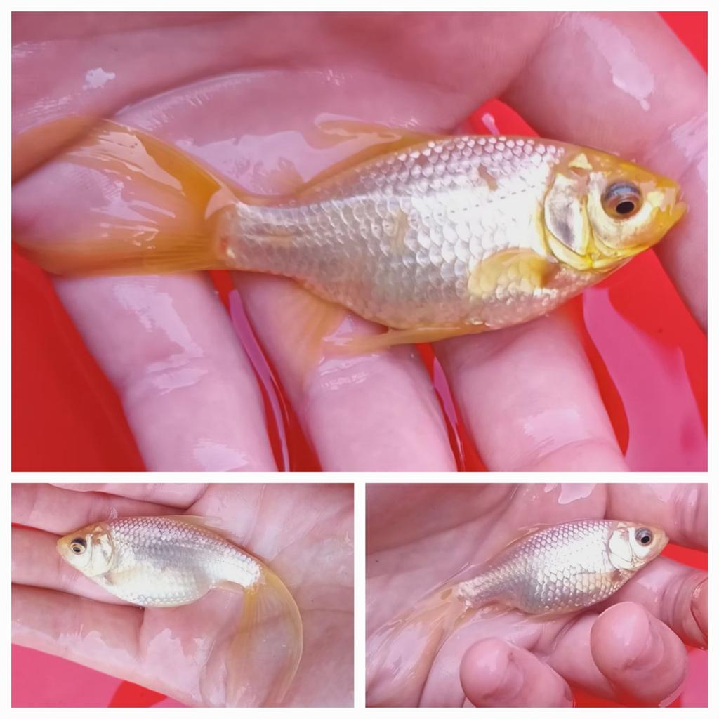 3 goudvissen, Dieren en Toebehoren, Vissen | Aquariumvissen, Vis, Zoetwatervis