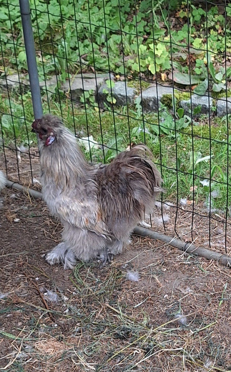 Zijdeveer haan USA silkie