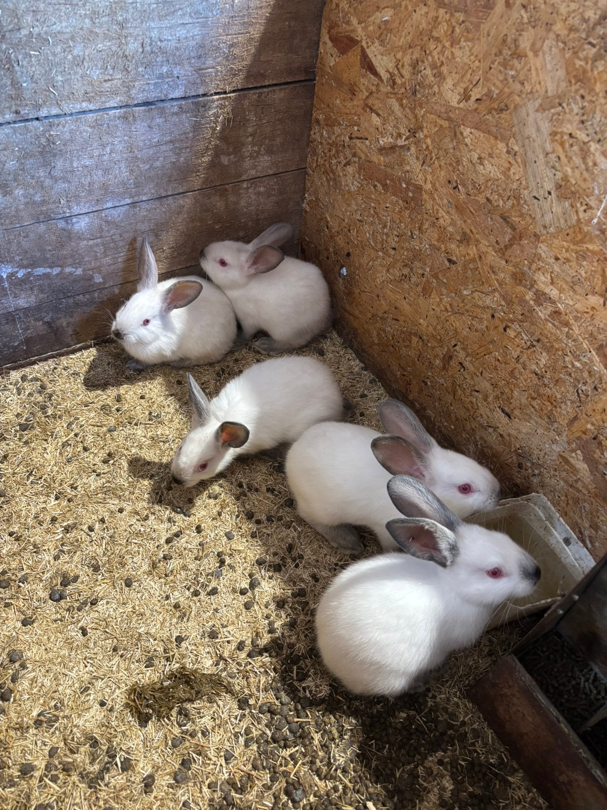 California konijn, Dieren en Toebehoren, Konijnen, Meerdere dieren, Groot, 0 tot 2 jaar