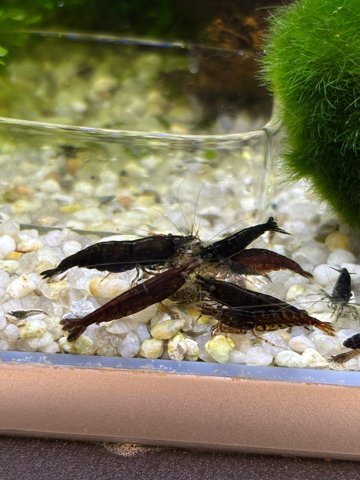 Neocaridina Davidi sp. Black Sakura garnalen, Dieren en Toebehoren, Kreeft, Krab of Garnaal, Zoetwatervis, Schoolvis