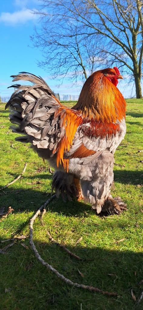 Broedeieren brahma (uit noord NL), Geslacht onbekend, Kip