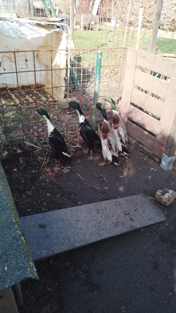 Loopeenden te koop regio Heist op den Berg, Mâle, Canard