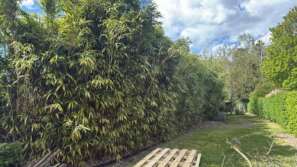 Bamboe GRATIS, Jardin & Terrasse, Plantes | Arbustes & Haies, Enlèvement, Bambou