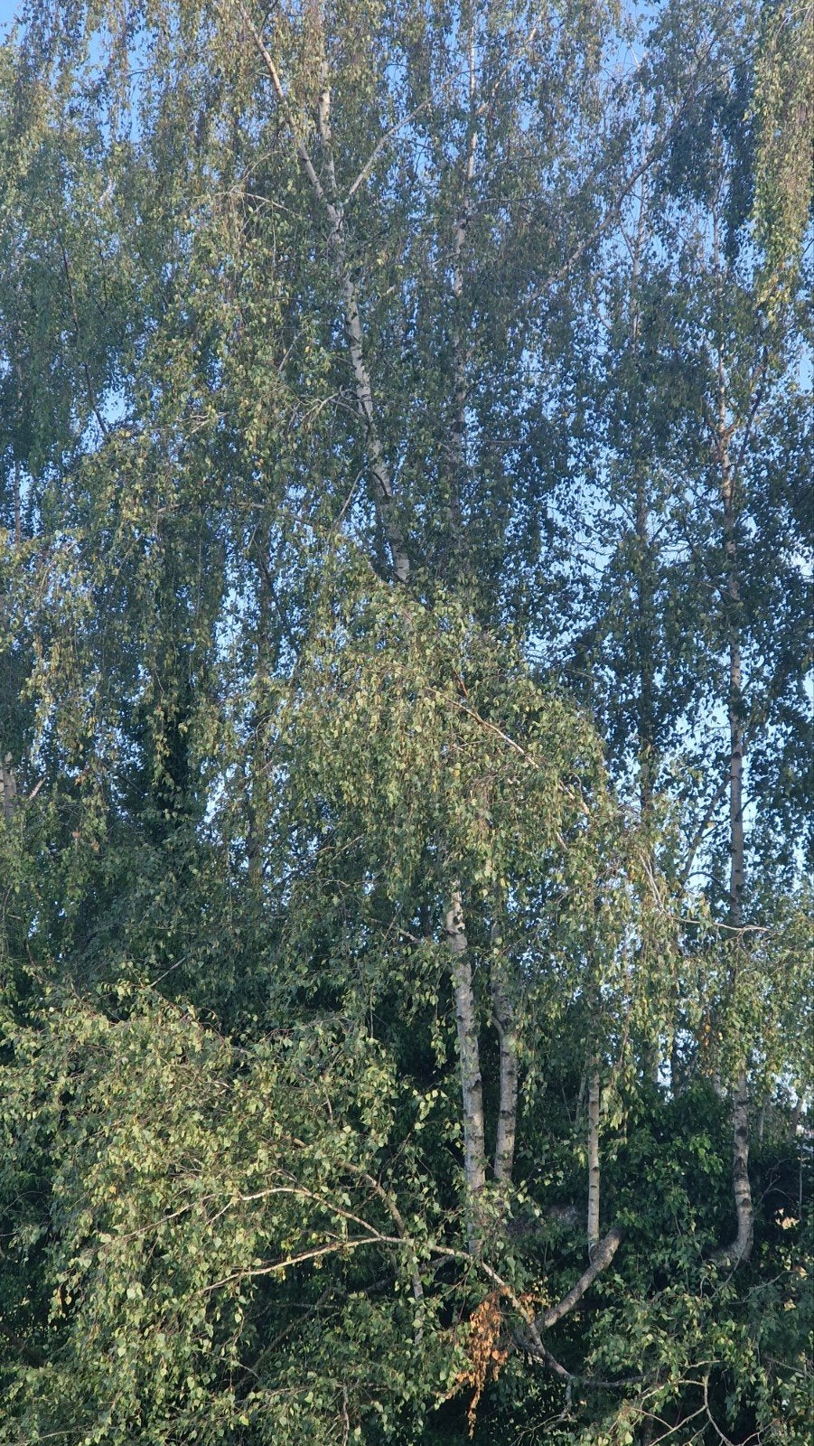 Bois de bouleau pour chauffage à donner, Enlèvement, Autres espèces, 400 cm ou plus