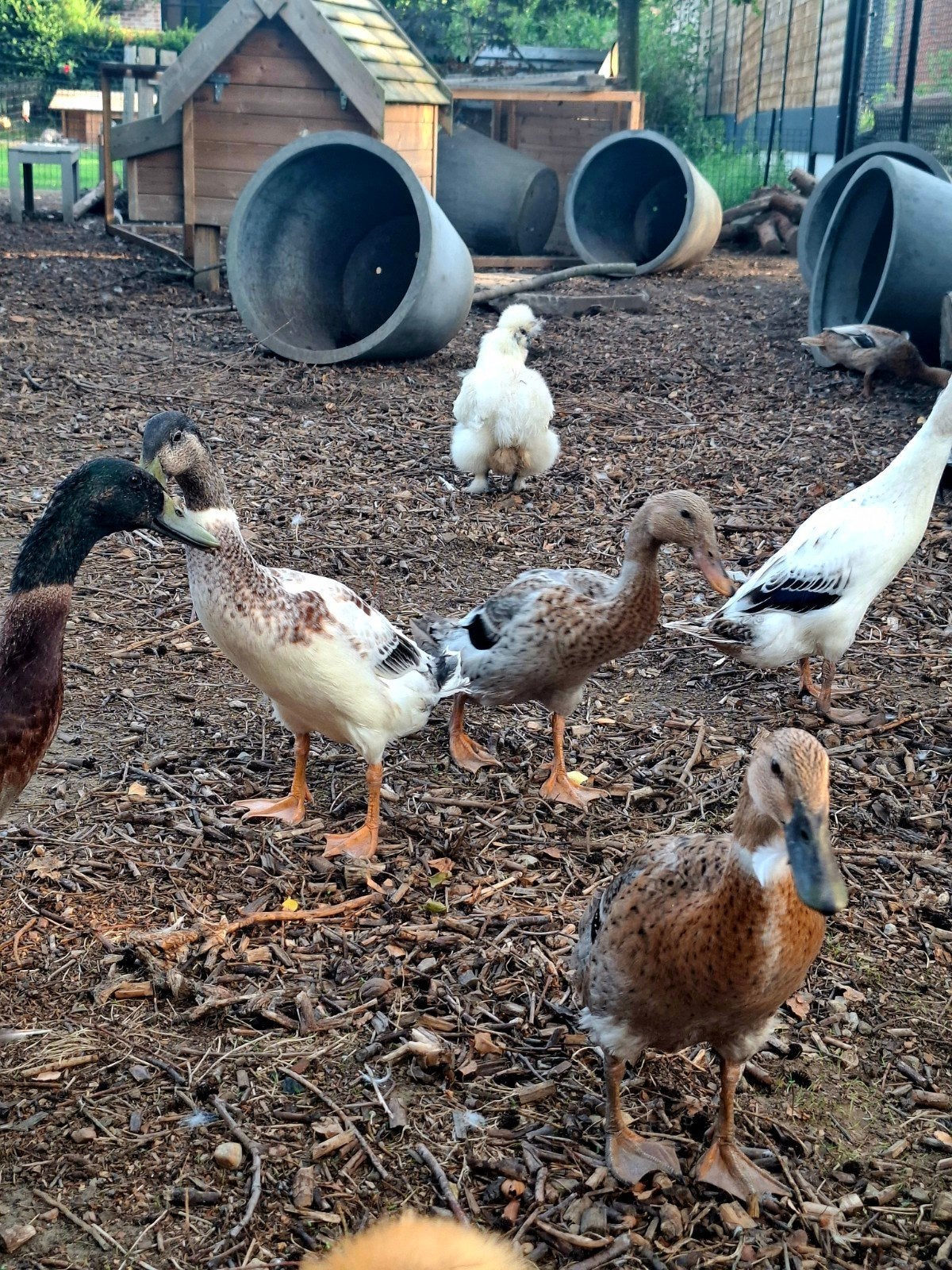 Loopeenden, Dieren en Toebehoren, Pluimvee, Meerdere dieren, Eend