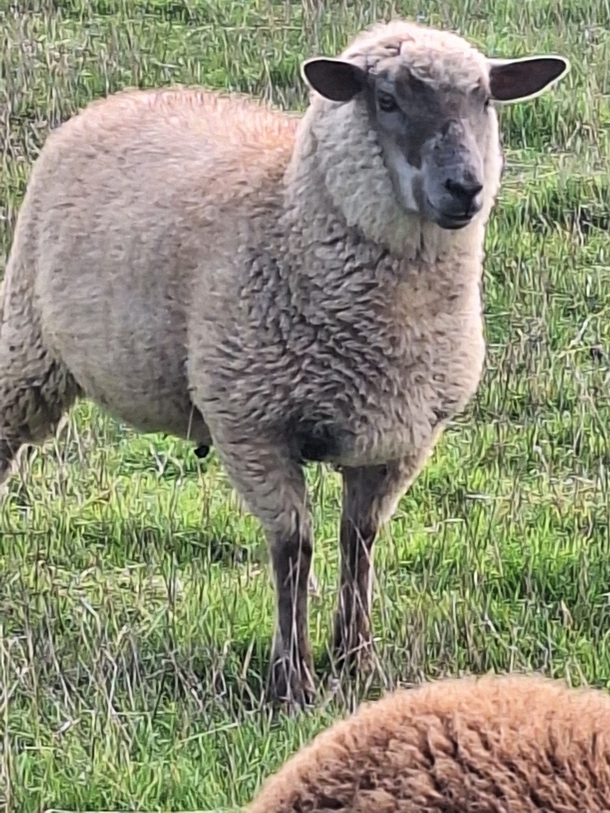 zeer mooi ooi tekoop, Animaux & Accessoires, Femelle, Mouton, 0 à 2 ans
