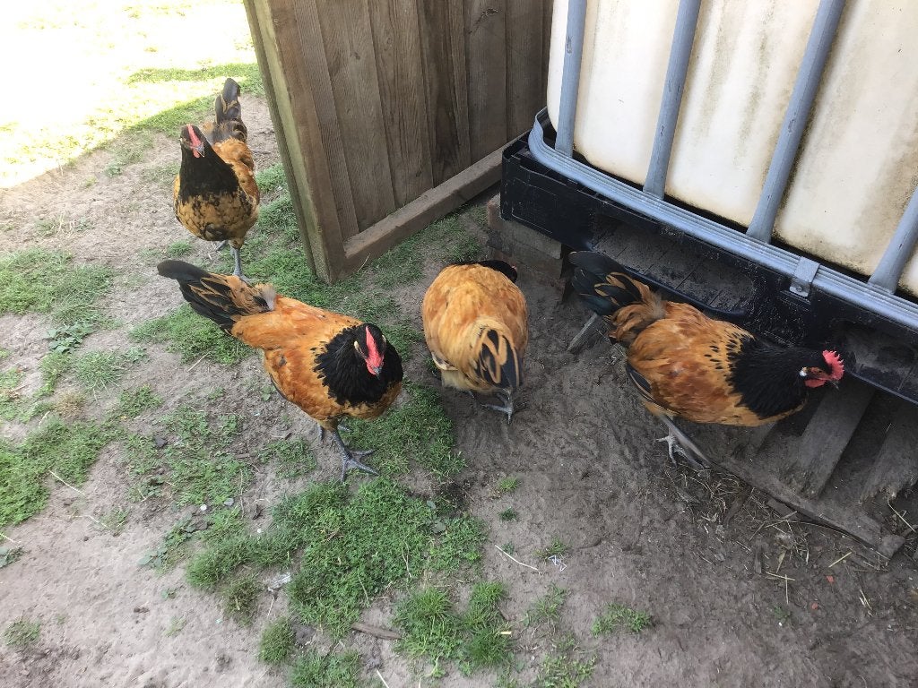 Jonge Vorwerk hanen, Mannelijk, Kip
