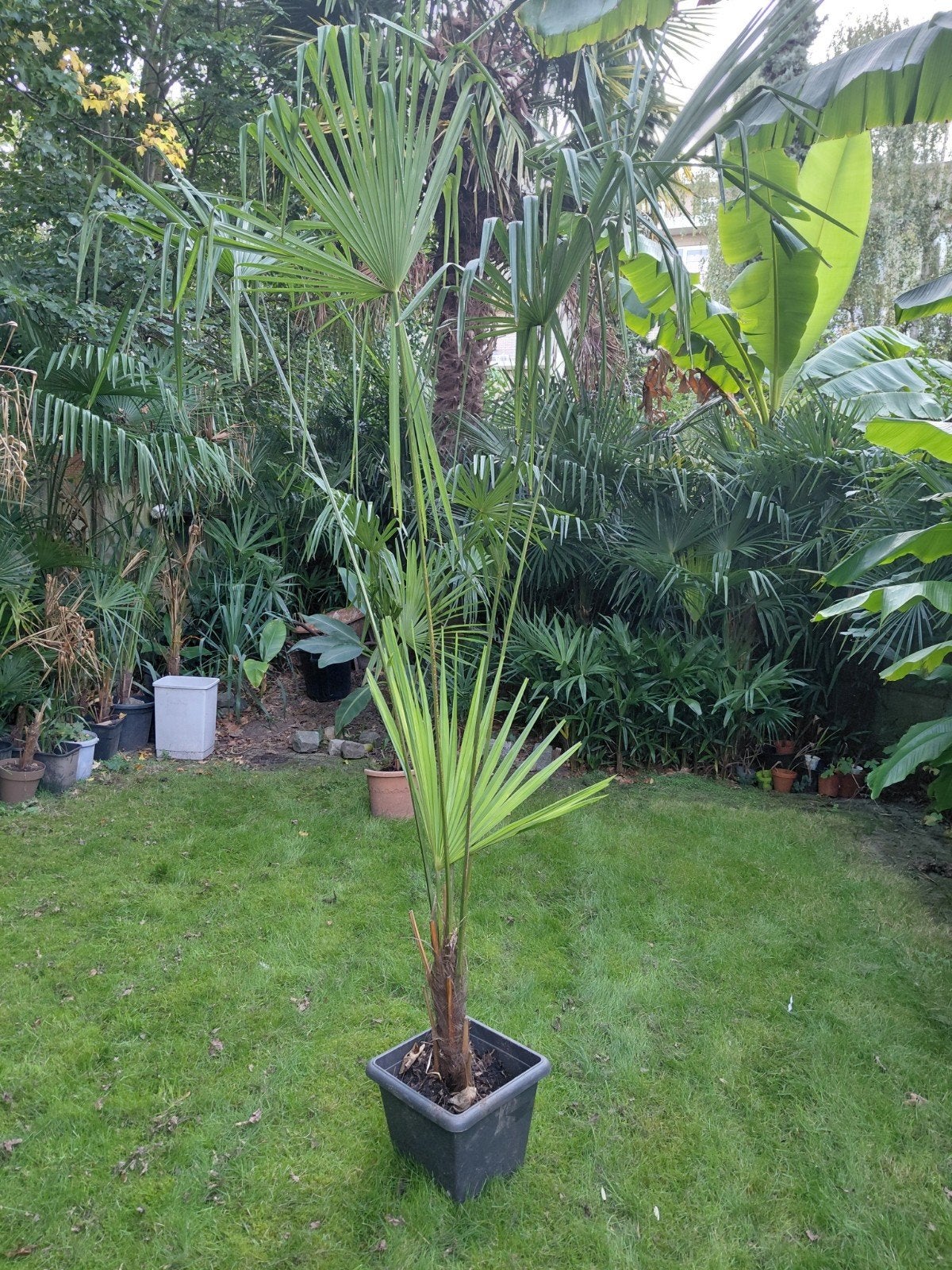 Trachycarpus Fortunei palmboom stamhoogte 30 cm spotprijs, Ophalen, Palmboom
