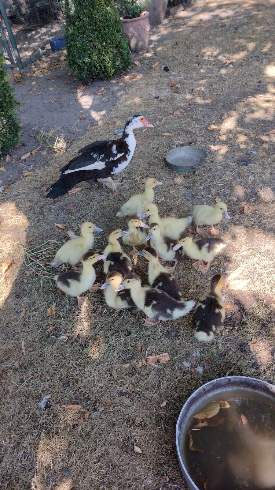 barberie eend met 13 eendjes, Canard