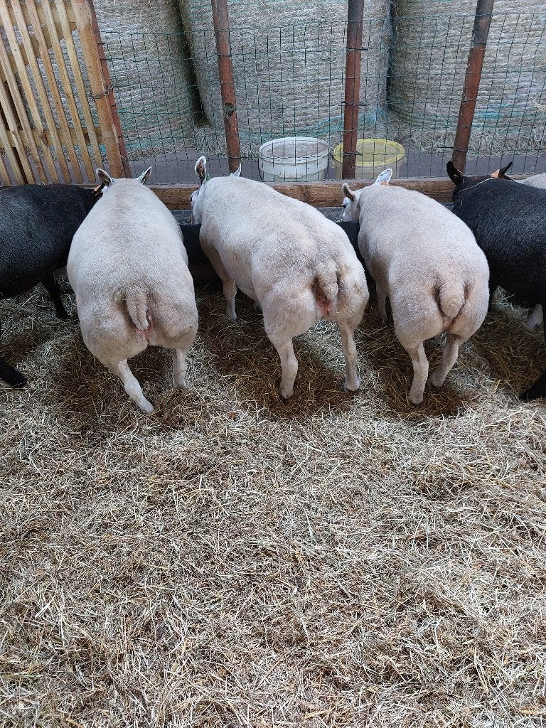 10 raszuivere texel ooien  + texel ram, Animaux & Accessoires, Moutons, Chèvres & Cochons, Plusieurs animaux, Mouton, 0 à 2 ans