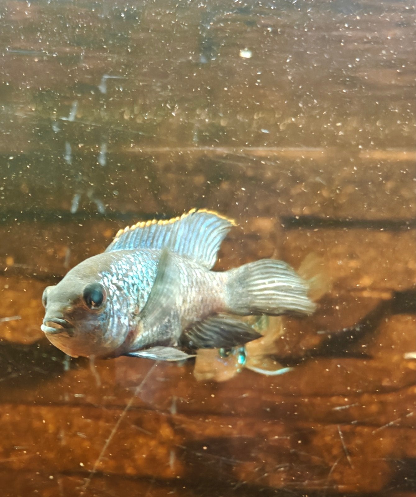 2 Blue acara cichliden, Enlèvement, Poissons
